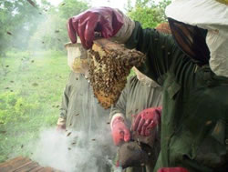 Bees in Flight