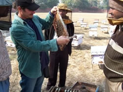 Beehives