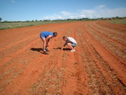 Planting