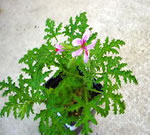 Geranium seedlings