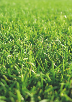 Bio Grass