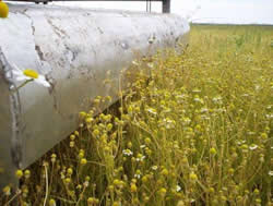 Chamomile harvest