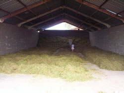 Chamomile Drying