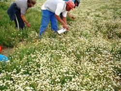 Chamomile germinating