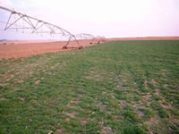 Irrigation