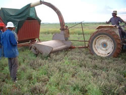 Marjoram Planting