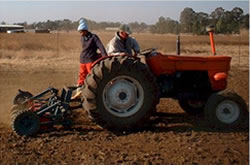 Marjoram Planting