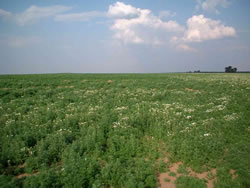 Crop Field