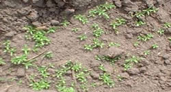 Chamomile germinating