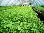 Geranium seedlings