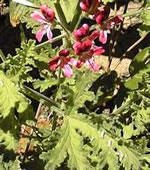 Geranium seedlings