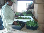 Geranium seedlings