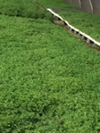 Geranium seedlings