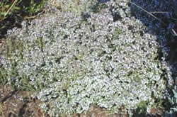 Thyme harvest