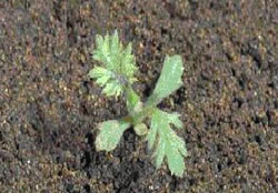 Yarrow Germinate