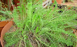 Yarrow Growing