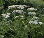 Yarrow